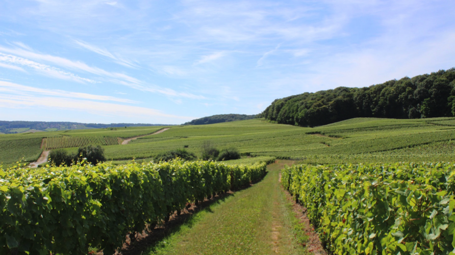 Oh oui, French wine!