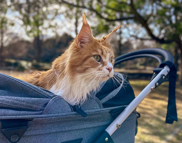 68% of Asia Pacific pet-owing travelers seek curated experiences